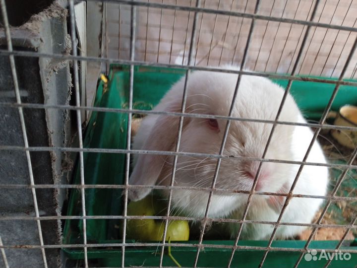 Вислоухие кролики