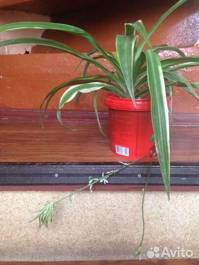 Хлорофитум