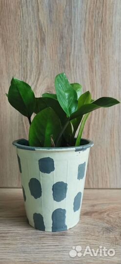 Замиокулькас