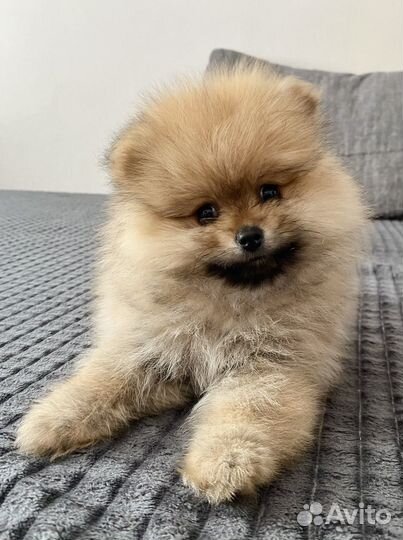 Померанский шпиц мини