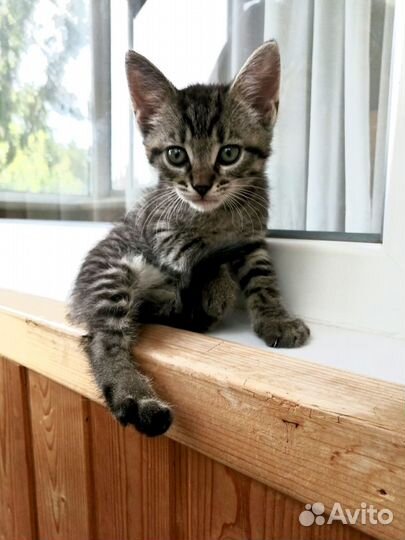 Крошка Мартин