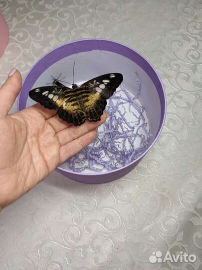 Букеты с бабочками