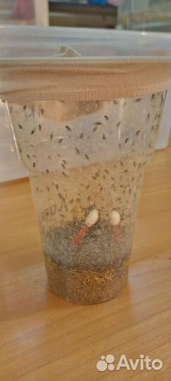 Мушка дрозофила