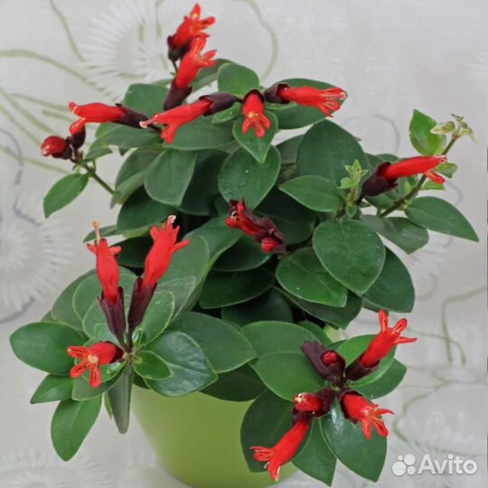 Эсхинантусы, нематантусы (гипоцирта)