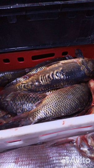 Живая и охлаждённая рыба