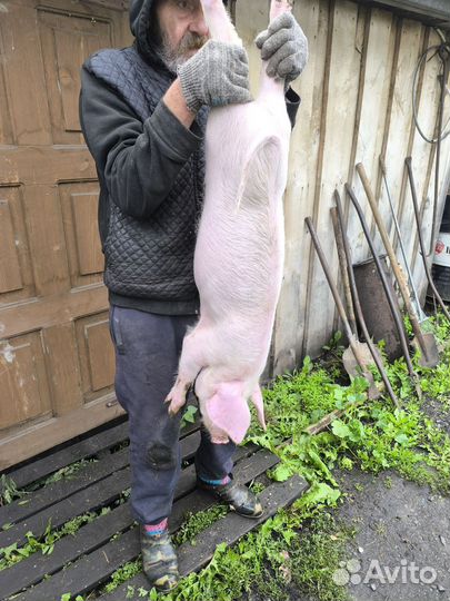 Продам поросят