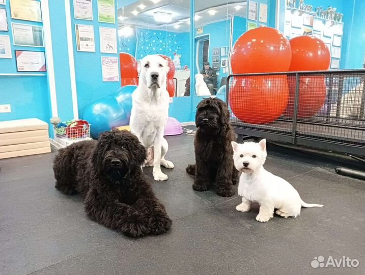 Передержка Дрессировка Кинолог Хендлер Зоопсихолог