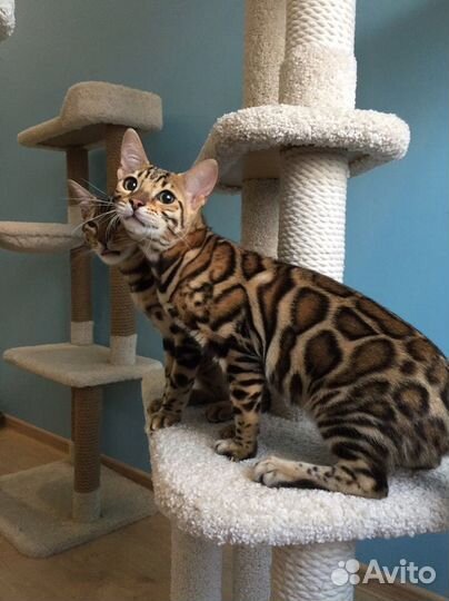 Бенгальские девочки на совладение с правом разв-я