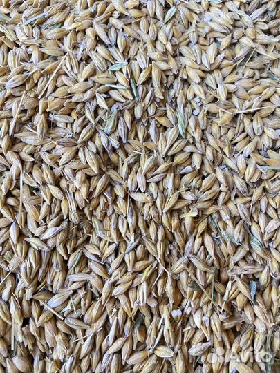 Зерно ячмень