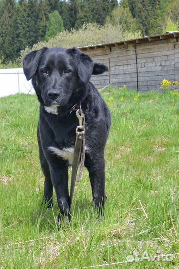 Минилабрадор Боня ищет дом