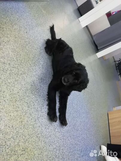 Найдена собака, кобель