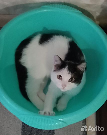 Котята в добрые руки бесплатно