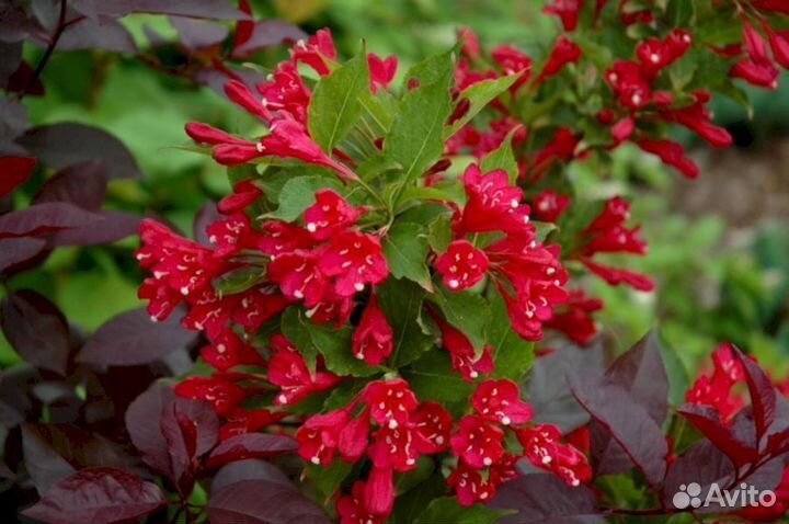 Вейгела Ред Принцес