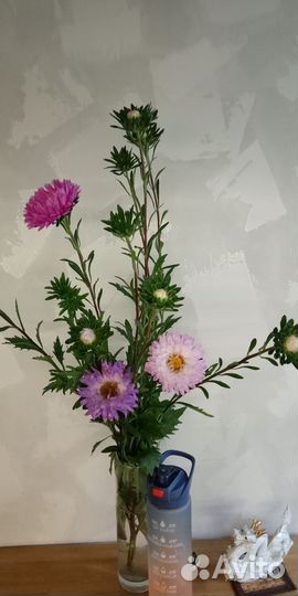 Астра на срез, букеты