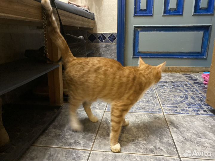 Кот Захар- самый лучший Кот в мире