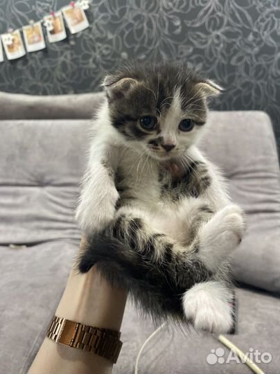 Котята шотландцы