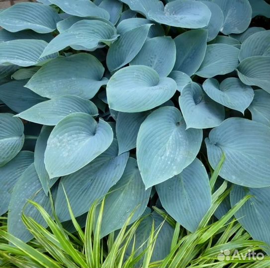 Хоста растение