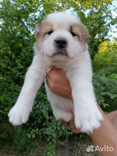 Среднеазиатская овчарка алабай щенки