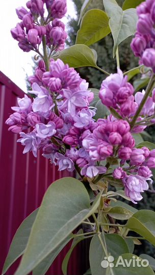 Саженцы сортовой сирени