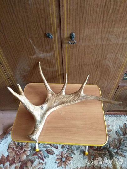 Рога разные