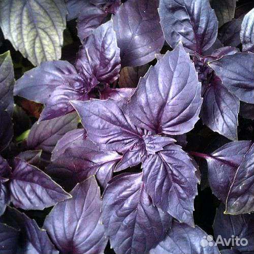 Эфирное масло Базилика