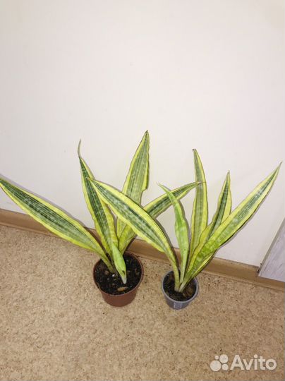 Сансевиерия