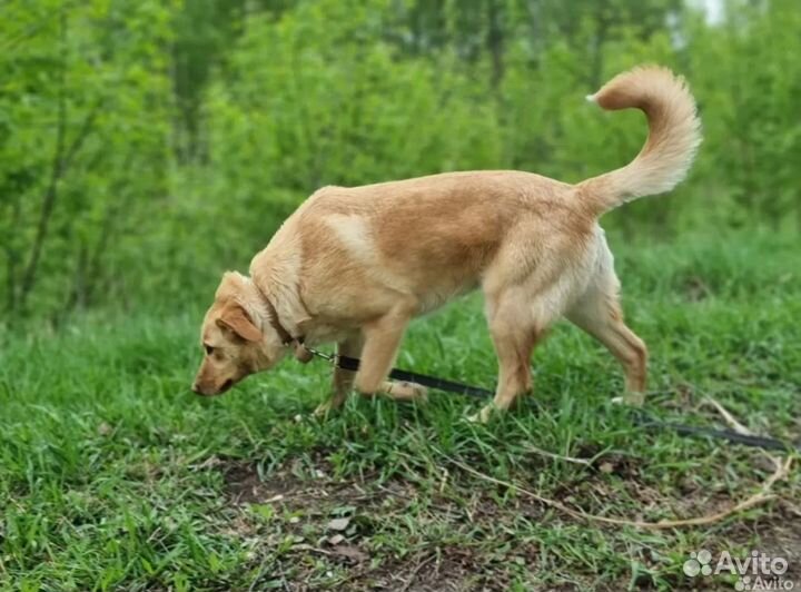 Собака Уна из приюта в добрые руки