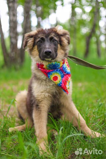 Собака Шкипер из приюта хочет домой