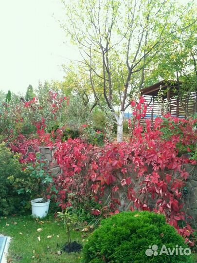 Девичий виноград