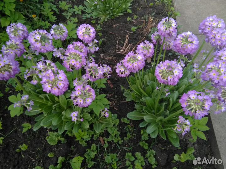 Примула жёлтая, сиреневая, малиновая,белая