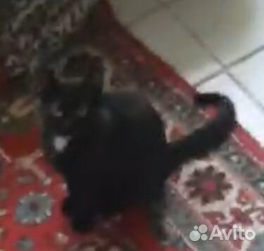 Котенок (девочка) Черрик в добрые руки