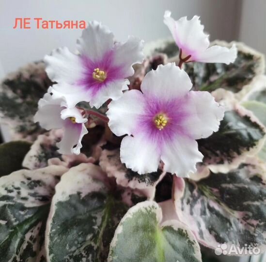 Детки сортовых фиалок