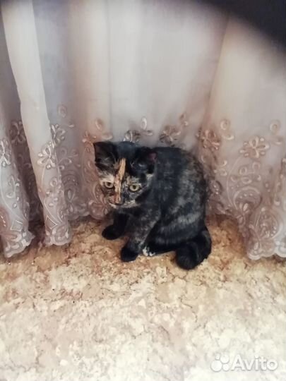 Ласковая кошечка 5 месяцев