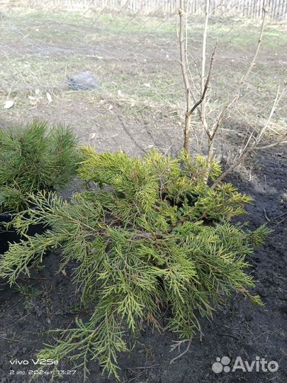 Саженцы хвойных