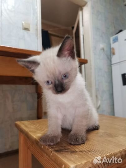 Сиамские котята