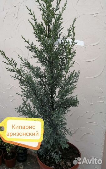 Можжевельник