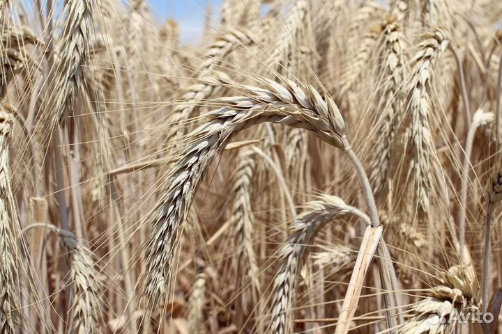 Семена озимой пшеницы