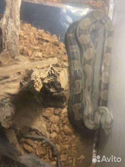 Императорский удав