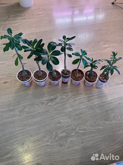 Адениум роза пустыни