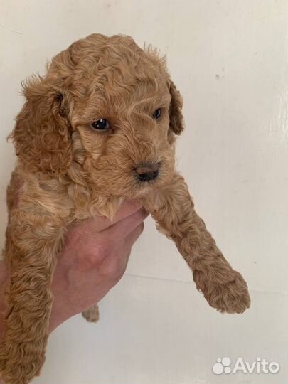 Малый пудель