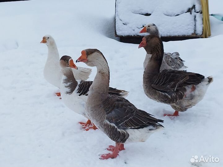 Инкубационные яйцо гусей, индоуток