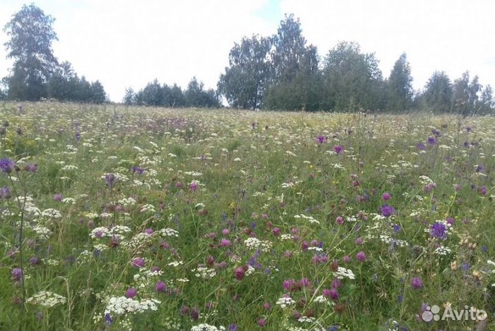 Мед из Алтая опт