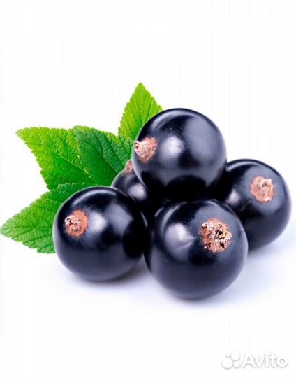 Yodeyma Парфюмерная вода женская yodeyma adriana