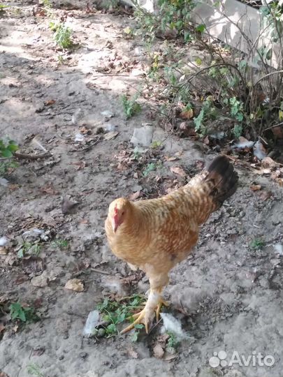 Молодые петушки