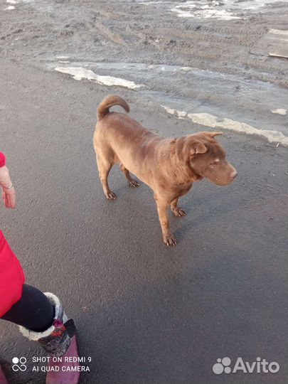 Шарпей бесплатно