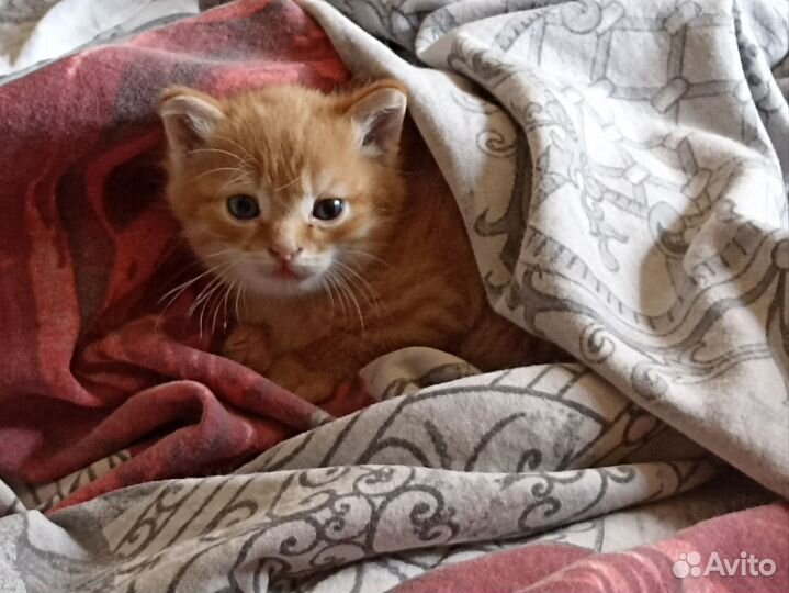 Котики бесплатно в добрые руки