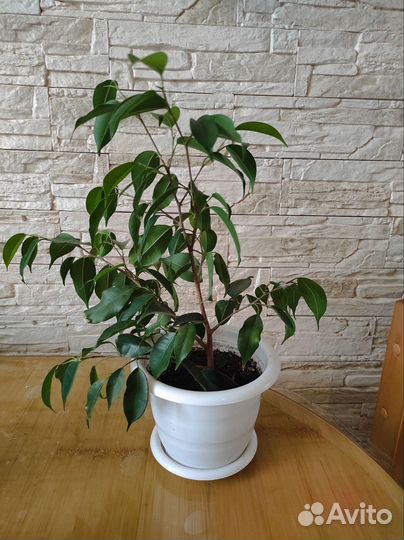 Фикус Бенджамина