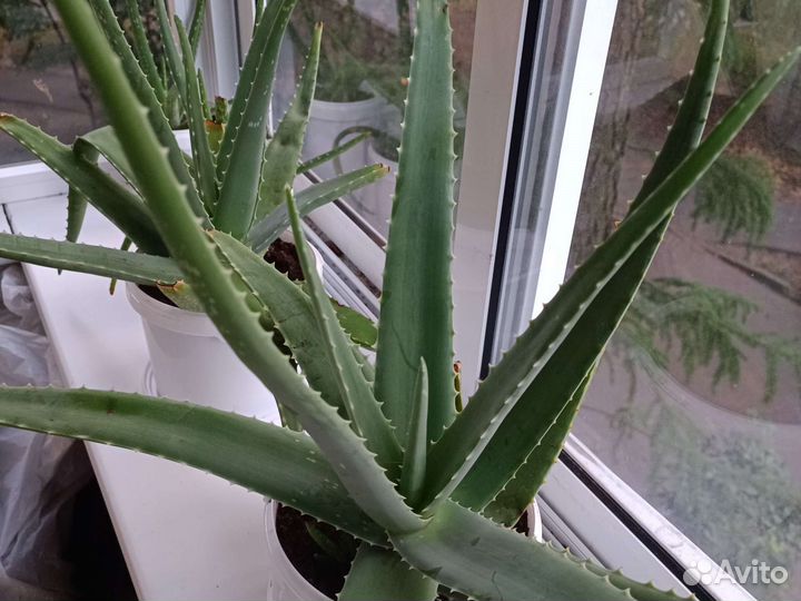 Алоэ вера более 7 ми лет