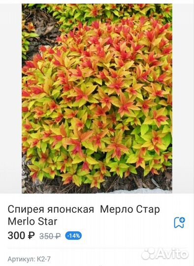 Спирея 12 сортов