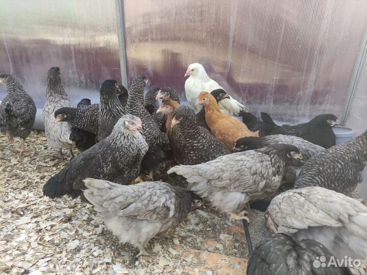 Куры несушки